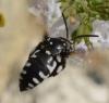 Thyreus sp.